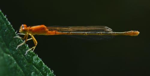 Réf. 326 803 : Ischnura pumilio